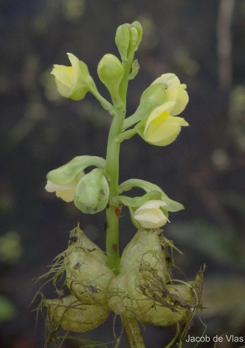 Utricularia stellaris L.f.